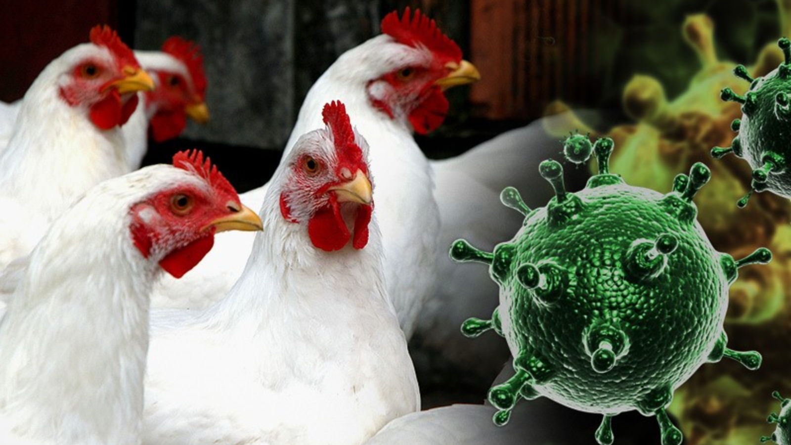Что такое птичий грипп.